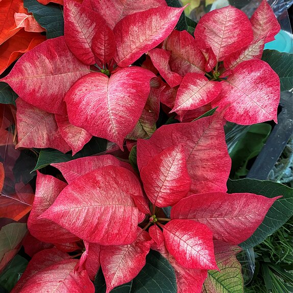Poinsettia Ice Crystal 10.5cm pot