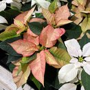 Poinsettia Ice Crystal 10.5cm pot