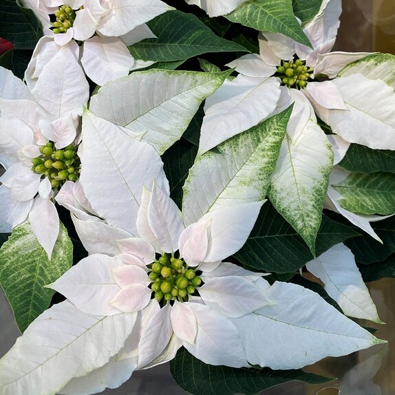 Poinsettia J'Adore White Pearl 1 litre pot