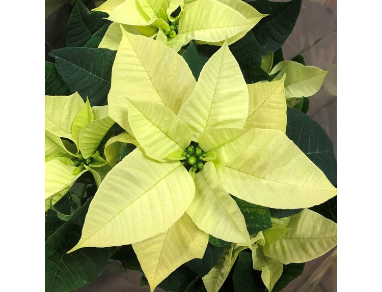 Poinsettia Lemon 10.5cm