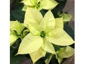 Poinsettia Lemon 10.5cm