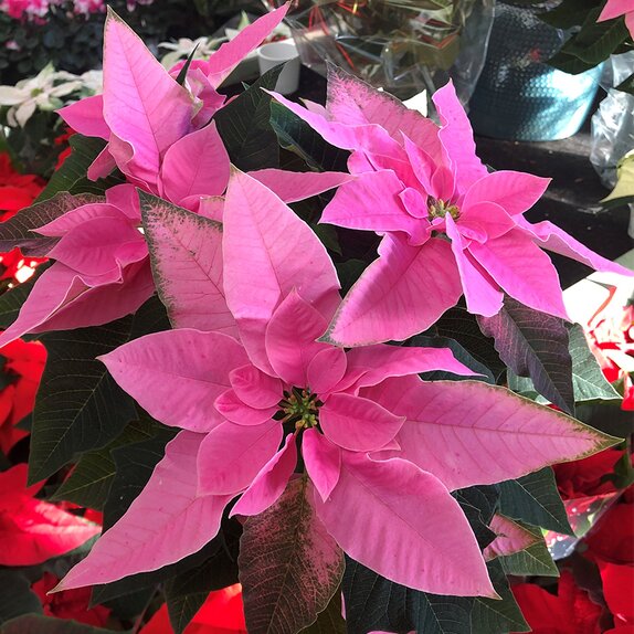 Poinsettia Pink 10.5cm pot