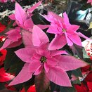 Poinsettia Pink 10.5cm pot