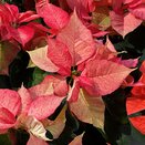 Poinsettia Pink Sparkle 1 litre pot