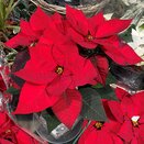 Poinsettia Red 1 litre pot