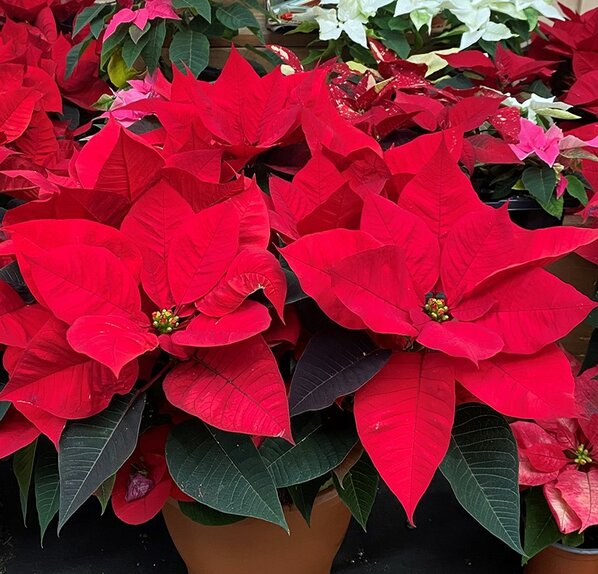 Poinsettia Red 1 litre pot