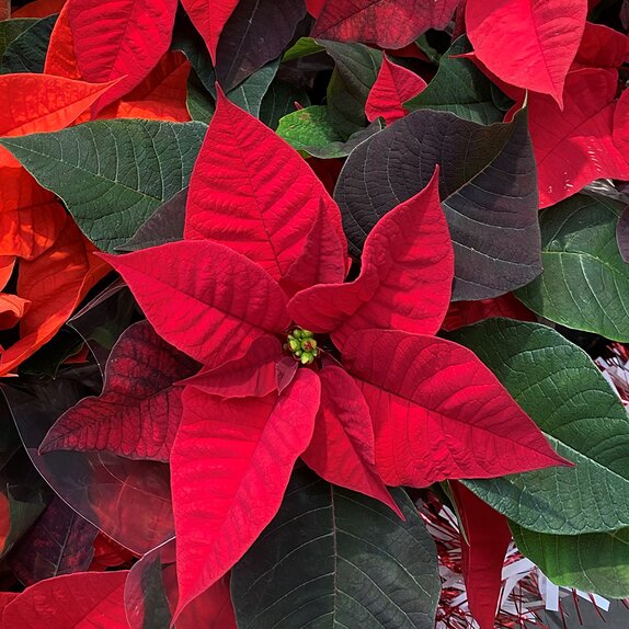 Poinsettia Red 10.5cm pot - image 1