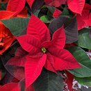 Poinsettia Red 10.5cm pot - image 1