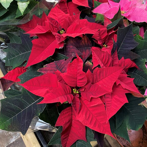 Poinsettia Red 10.5cm pot - image 2