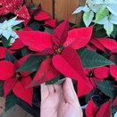 Poinsettia Red 7cm pot - image 1