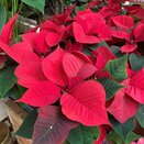 Poinsettia Red 7cm pot - image 2