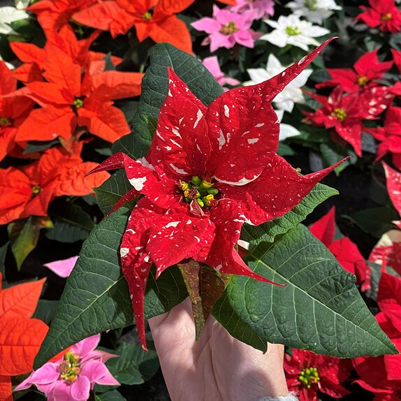 Poinsettia Red Glitter 7cm pot - image 1
