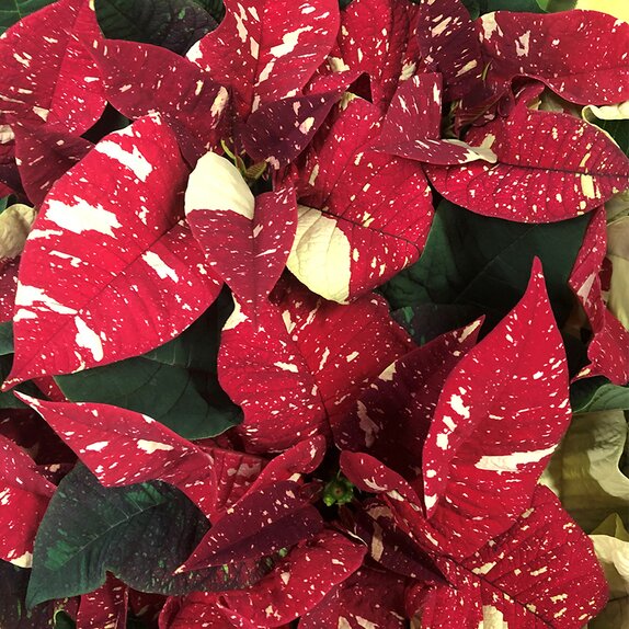 Poinsettia Red Glitter 1 litre pot