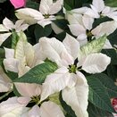 Poinsettia White 10.5cm pot