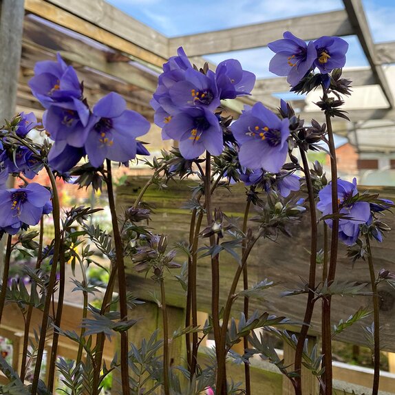 Polemonium Bressingham Purple