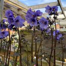 Polemonium Bressingham Purple