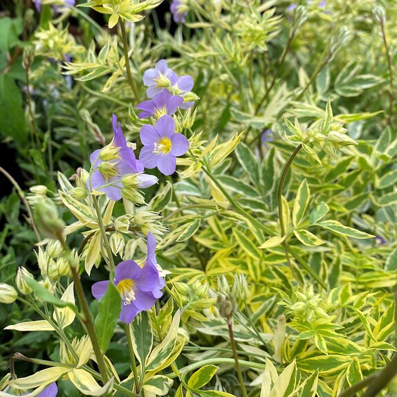 Polemonium Golden Feathers