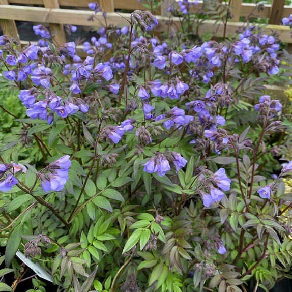 Polemonium Heaven Scent