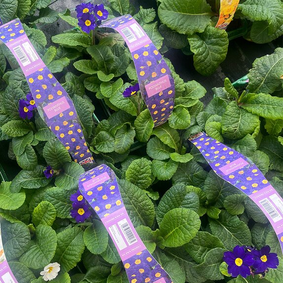 Polyanthus Blue 6pk