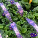 Polyanthus Blue 6pk