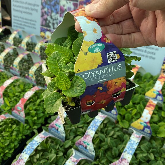 Polyanthus Cresendo Mix 20 pack