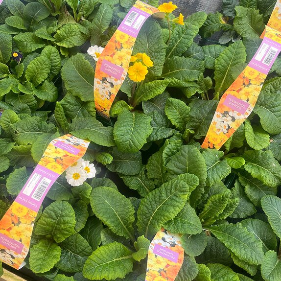 Polyanthus Daffodil 6pk