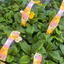 Polyanthus Daffodil 6pk