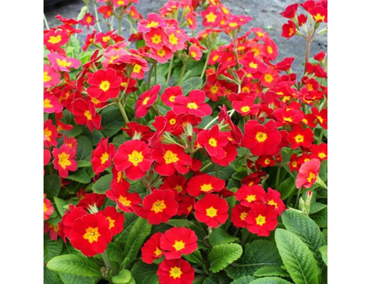 Polyanthus Red 6 pack