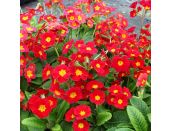Polyanthus Red 6 pack