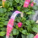Polyanthus Rose 6pk
