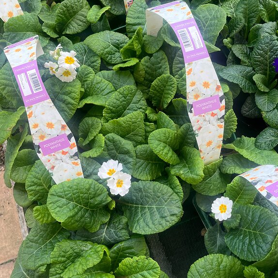Polyanthus White 6pk