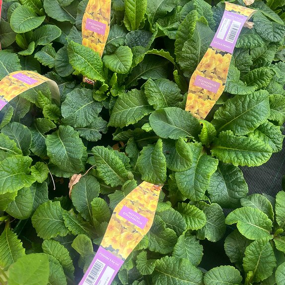 Polyanthus Yellow 6pk