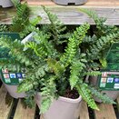Polystichium polyblepharum