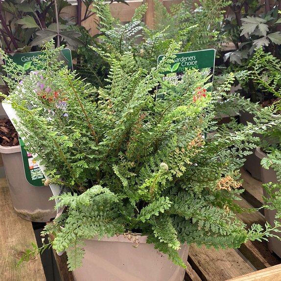 Polystichium setiferum 'Herrenhausen'