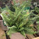 Polystichium setiferum 'Herrenhausen'