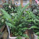 Polystichium tsussimense