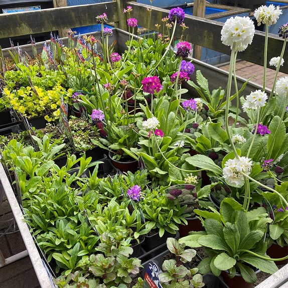 Pond Plants Marginal assorted 9cm pots - image 1
