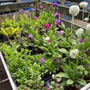Pond Plants Marginal assorted 9cm pots - image 1