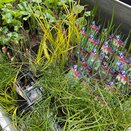 Pond Plants Marginal assorted 9cm pots - image 2