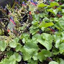 Pond Plants Marginal assorted 9cm pots - image 3