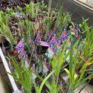 Pond Plants Marginal assorted 9cm pots - image 4