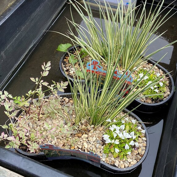 Pond plants Marginal Contour Basket 8L