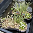 Pond plants Marginal Contour Basket 8L