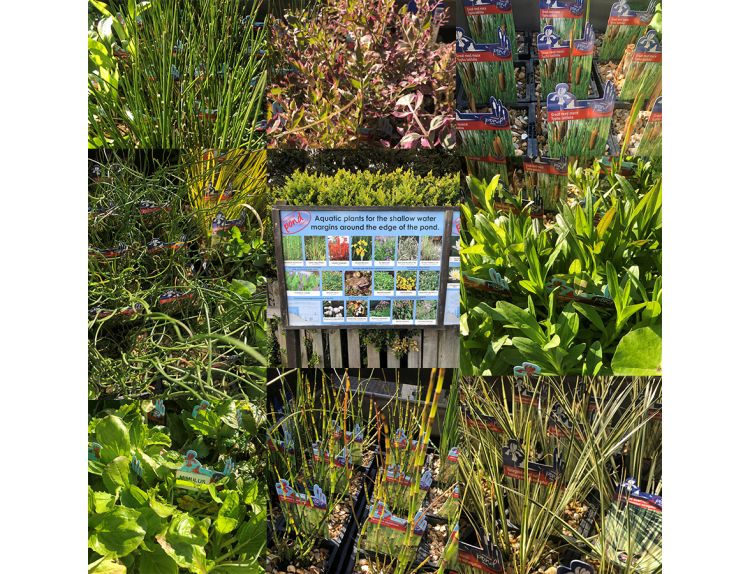Pond Plants Marginals 1L pots - image 1