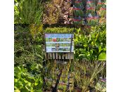 Pond Plants Marginals 1L pots - image 1