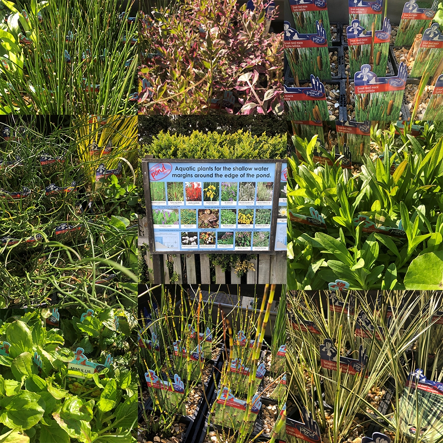 Pond Plants Marginals 1L pots Knights Garden Centres