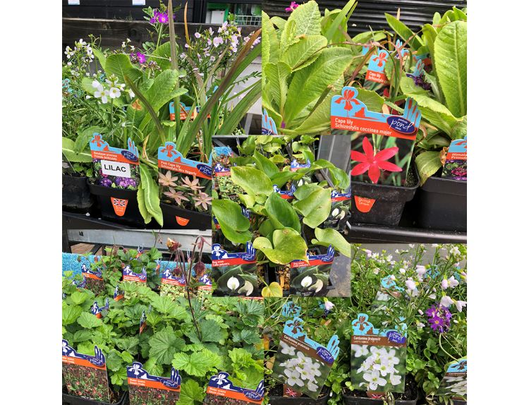 Pond Plants Marginals 1L pots - image 2