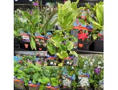 Pond Plants Marginals 1L pots - image 2