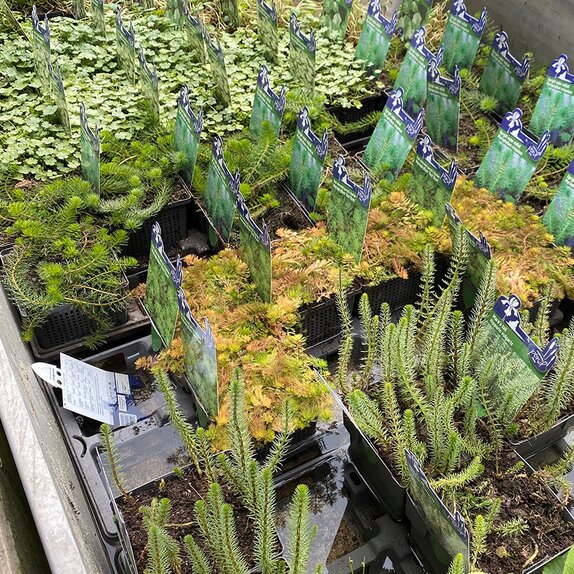 Pond Plants Oxygenator 1 litre pot
