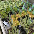 Pond Plants Oxygenator 1 litre pot